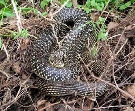 Zheltobryuhy kígyó - szörnyű, de nem veszélyes