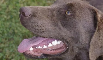 Зъбна плака при кучета