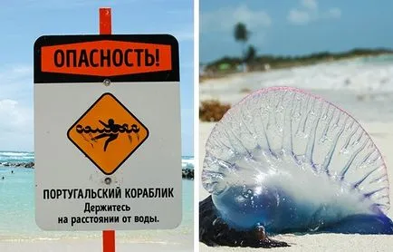12 pericole care pot ruina vacanță în țări exotice, și cum să le evite (12 poze)