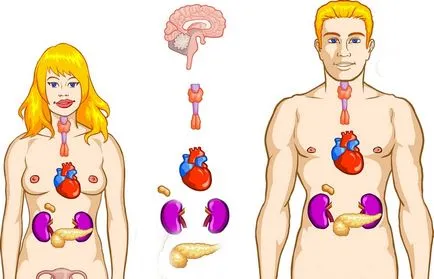 15 fapte despre hormoni, care sunt în valoare de a cunoaște toți cei care îi pasă de sănătatea lor