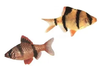7 Най-добрите аквариумни риби за начинаещи
