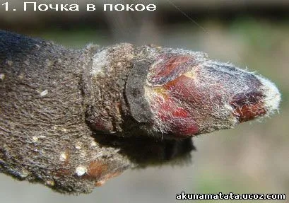 Акуна Матата - сайт для творчих жінок