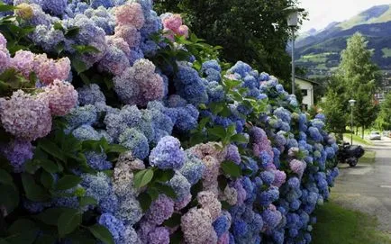8 Cele mai spectaculoase arbuști cu flori pentru grădină