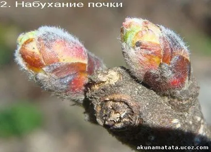 Акуна Матата - сайт для творчих жінок