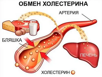 Алкохол и холестерола ефекти върху тялото