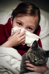 Алергия към британските котки - какво да правя