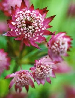 Astrantia, засаждане и грижи