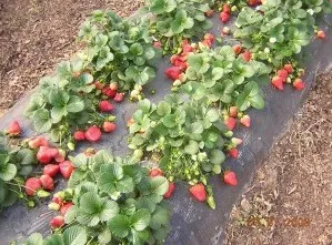 АПК - Вітус