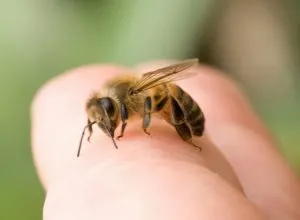 Алергични към пчелни ужилвания - симптоми, лечение, оказване на първа помощ