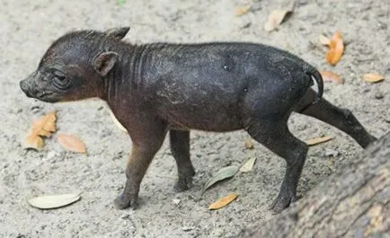 BURU Babirusa (limba latină: