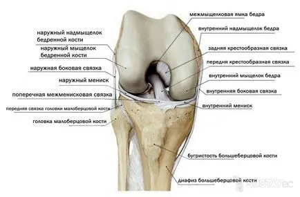 Anatomy of a térdízület és szalagok férfi táska képekben (fotók és videó), MRI betegségek