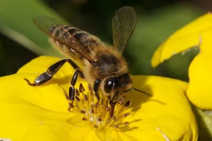 Алергични към пчелни ужилвания - симптоми, лечение, оказване на първа помощ