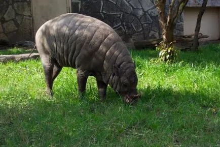 BURU Babirusa (limba latină: