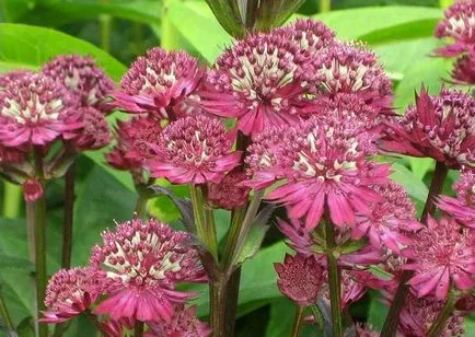 Astrantia ültetés és gondozás