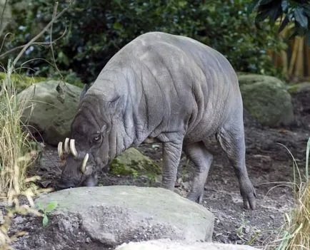 BURU Babirusa (limba latină: