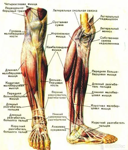 Anatomy of a térdízület és szalagok férfi táska képekben (fotók és videó), MRI betegségek