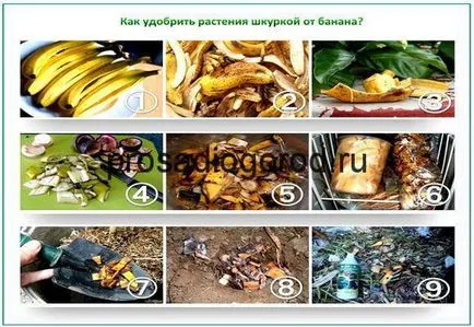 Бананови кори като тор за използване градина, снимки, видео