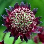 További részletek a astrantia, leszállás jellemzőit és törődik vele