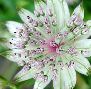 További részletek a astrantia, leszállás jellemzőit és törődik vele