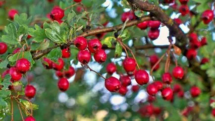 Hawthorn - descriere, proprietăți medicinale, aplicații, fotografii Hawthorn