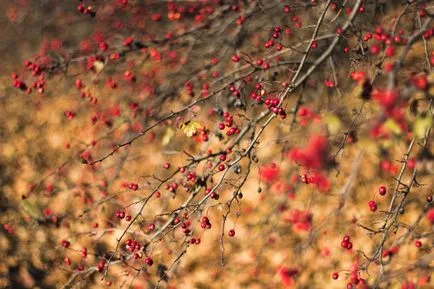 Hawthorn - descriere, proprietăți medicinale, aplicații, fotografii Hawthorn