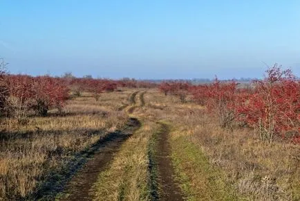 Глог - описание, лечебни свойства, приложения, снимки на глог