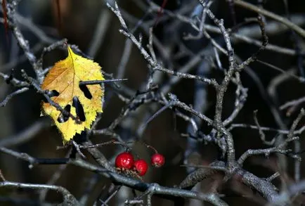 Hawthorn - descriere, proprietăți medicinale, aplicații, fotografii Hawthorn