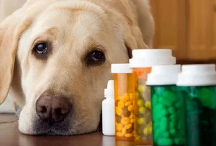 Бълхи при кучета симптоми и методи на лечение