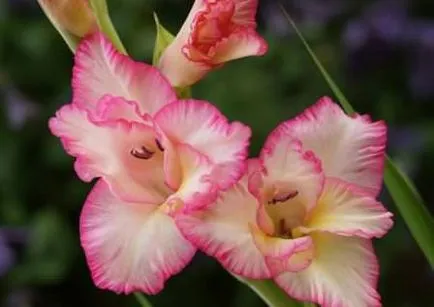 Boli si daunatori gladiole simptome, tratament, fotografie, de ce nu Bloom, galben, pete,