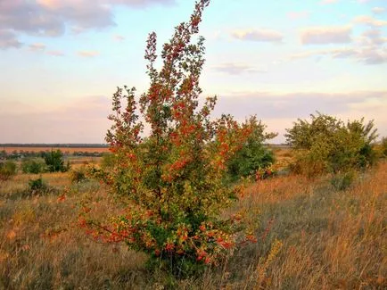 Глог - описание, лечебни свойства, приложения, снимки на глог