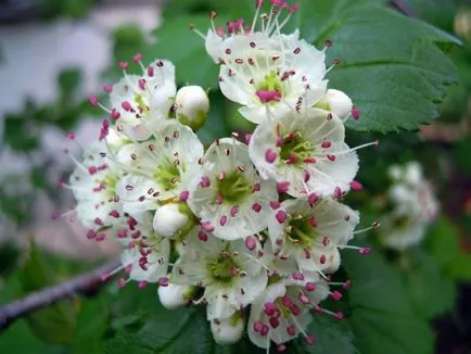 Hawthorn - descriere, proprietăți medicinale, aplicații, fotografii Hawthorn