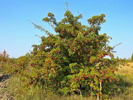 Hawthorn - descriere, proprietăți medicinale, aplicații, fotografii Hawthorn