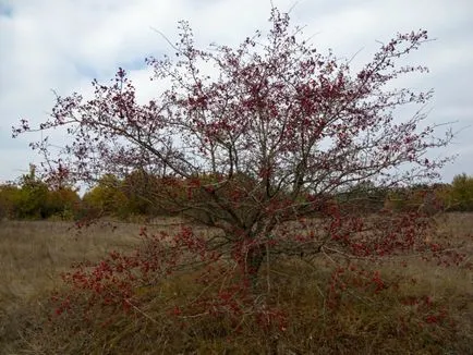 Hawthorn - descriere, proprietăți medicinale, aplicații, fotografii Hawthorn