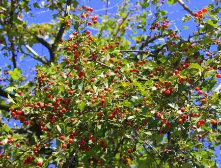 Hawthorn - descriere, proprietăți medicinale, aplicații, fotografii Hawthorn