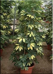 Шеффлер (шефлера), (schefflera)