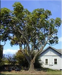 Шеффлер (шефлера), (schefflera)