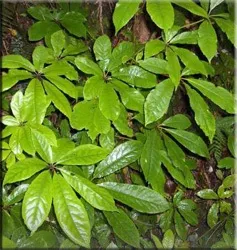 Шеффлер (шефлера), (schefflera)