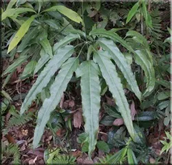 Шеффлер (шефлера), (schefflera)