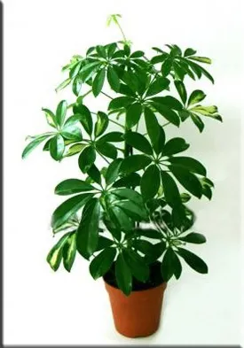Шеффлер (шефлера), (schefflera)