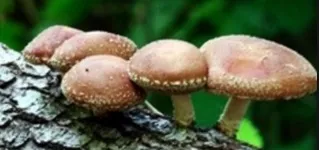 Шиітаке евалар відгуки