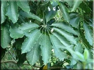 Шеффлер (шефлера), (schefflera)