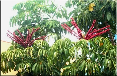 Шеффлер (шефлера), (schefflera)