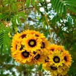 Buchet de floarea soarelui, 75 de fotografii de idei floristica în stilul de Provence