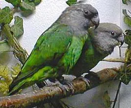 Burogolovy папагал burogolovy бял връх (Poicephalus cryptoxanthus) описание папагал,