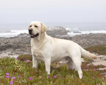 Ce la Feed Labrador la domiciliu