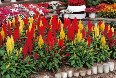 Celosia cristata, paniculata, cultivarea feathery din semințe, de plantare și îngrijire