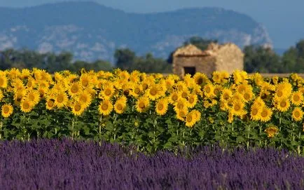 Buchet de floarea soarelui, 75 de fotografii de idei floristica în stilul de Provence