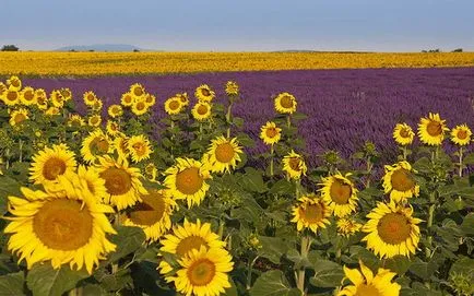 Buchet de floarea soarelui, 75 de fotografii de idei floristica în stilul de Provence