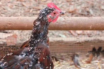 Какво да се хранят пилета видове фуражи, хранителни дажби през зимата и лятото