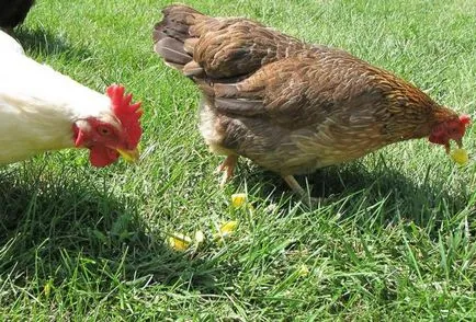 Какво да се хранят пилета видове фуражи, хранителни дажби през зимата и лятото